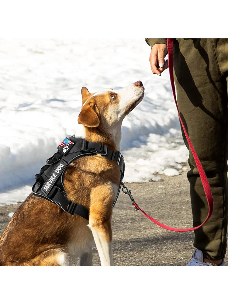 Service Dog Harness ✨